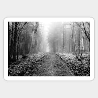 Walk through the woods on a foggy morning Sticker